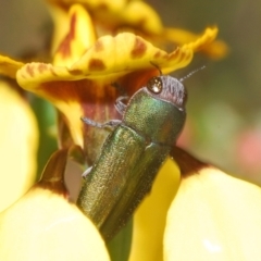 Melobasis propinqua (Propinqua jewel beetle) at Aranda Bushland - 16 Oct 2022 by Harrisi