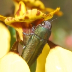 Melobasis propinqua (Propinqua jewel beetle) at Cook, ACT - 16 Oct 2022 by Harrisi