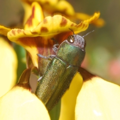 Melobasis propinqua (Propinqua jewel beetle) at Aranda Bushland - 16 Oct 2022 by Harrisi