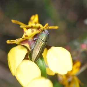 Melobasis propinqua at Cook, ACT - 16 Oct 2022