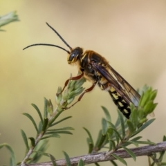 Agriomyia sp. (genus) (Yellow flower wasp) at Penrose - 14 Oct 2022 by Aussiegall