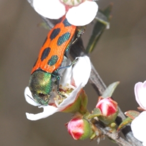 Castiarina octomaculata at Acton, ACT - 16 Oct 2022