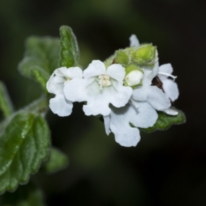 Prostanthera incana at Penrose, NSW - suppressed