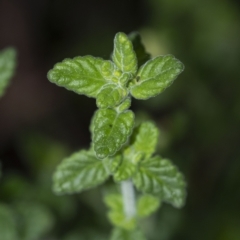 Prostanthera incana at Penrose, NSW - suppressed