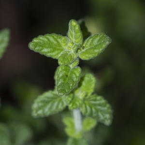 Prostanthera incana at Penrose, NSW - suppressed