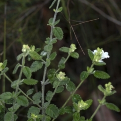 Prostanthera incana at Penrose, NSW - suppressed