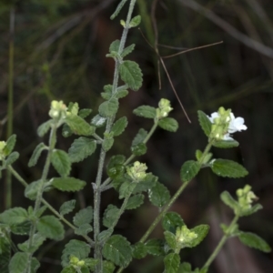 Prostanthera incana at Penrose, NSW - suppressed