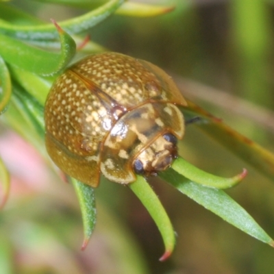Paropsisterna cloelia (Eucalyptus variegated beetle) at O'Connor, ACT - 16 Oct 2022 by Harrisi