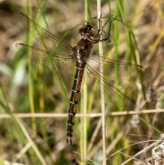 Procordulia jacksoniensis (Eastern Swamp Emerald) at Penrose, NSW - 14 Oct 2022 by Aussiegall