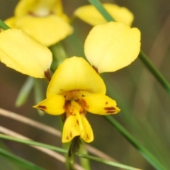 Diuris nigromontana (Black Mountain Leopard Orchid) at Cook, ACT - 16 Oct 2022 by Harrisi