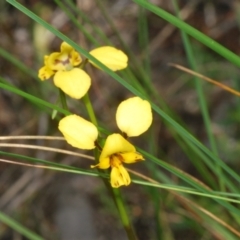 Diuris nigromontana at Cook, ACT - 16 Oct 2022