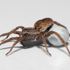 Venatrix sp. (genus) (Unidentified Venatrix wolf spider) at Evatt, ACT - 14 Oct 2022 by TimL