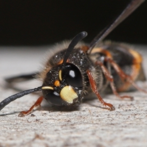 Paralastor sp. (genus) at Acton, ACT - 16 Oct 2022