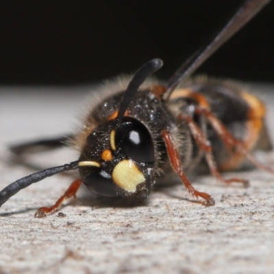 Paralastor sp. (genus) (Potter Wasp) at Acton, ACT - 16 Oct 2022 by TimL