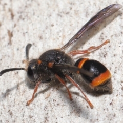 Paralastor sp. (genus) at Acton, ACT - 16 Oct 2022