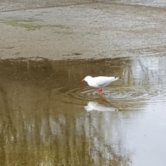 Chroicocephalus novaehollandiae (Silver Gull) at Yarralumla, ACT - 15 Oct 2022 by MatthewFrawley