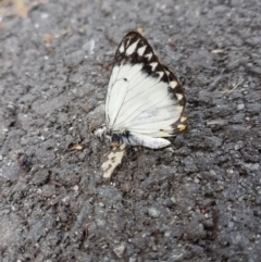 Belenois java (Caper White) at Yarralumla, ACT - 15 Oct 2022 by MatthewFrawley