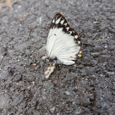 Belenois java (Caper White) at Yarralumla, ACT - 16 Oct 2022 by MatthewFrawley