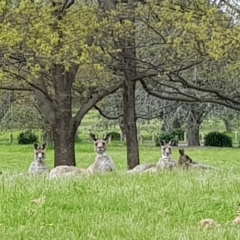 Macropus giganteus (Eastern Grey Kangaroo) at Lake Burley Griffin West - 15 Oct 2022 by MatthewFrawley