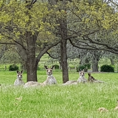 Macropus giganteus (Eastern Grey Kangaroo) at Yarralumla, ACT - 16 Oct 2022 by MatthewFrawley