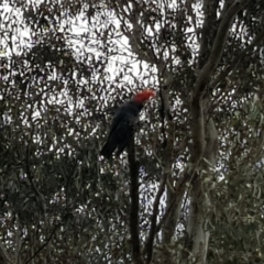 Callocephalon fimbriatum (Gang-gang Cockatoo) at Yarralumla, ACT - 16 Oct 2022 by MatthewFrawley