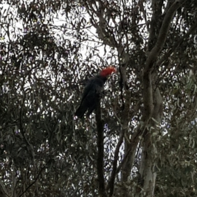 Callocephalon fimbriatum (Gang-gang Cockatoo) at Lake Burley Griffin West - 15 Oct 2022 by MatthewFrawley