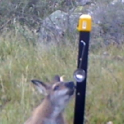 Notamacropus rufogriseus (Red-necked Wallaby) at Mount Taylor - 15 Apr 2022 by MountTaylorParkcareGroup