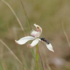 Eurys sp. (genus) (Eurys sawfly) at Wingecarribee Local Government Area - 15 Oct 2022 by Snowflake