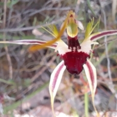Caladenia atrovespa (Green-comb Spider Orchid) at Black Mountain - 16 Oct 2022 by Jo