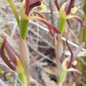 Lyperanthus suaveolens at Bruce, ACT - 16 Oct 2022