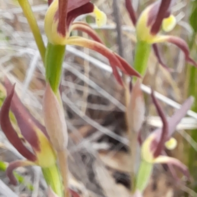Lyperanthus suaveolens (Brown Beaks) at Black Mountain - 16 Oct 2022 by Jo