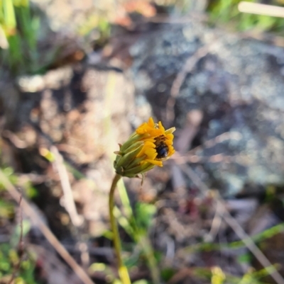 Microseris walteri (Yam Daisy, Murnong) at Mount Majura - 15 Oct 2022 by HughCo