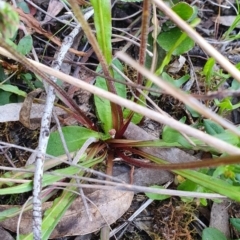 Microseris walteri at Hackett, ACT - 15 Oct 2022