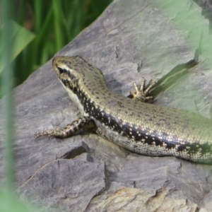 Eulamprus heatwolei at Fyshwick, ACT - suppressed