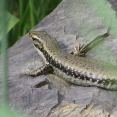 Eulamprus heatwolei (Yellow-bellied Water Skink) at Fyshwick, ACT - 11 Oct 2022 by Christine