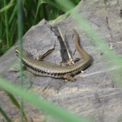 Eulamprus heatwolei at Fyshwick, ACT - 11 Oct 2022