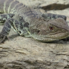 Intellagama lesueurii howittii (Gippsland Water Dragon) at Fyshwick, ACT - 11 Oct 2022 by Christine