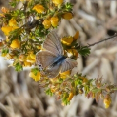 Lampides boeticus (Long-tailed Pea-blue) at Sth Tablelands Ecosystem Park - 16 Oct 2022 by Christine
