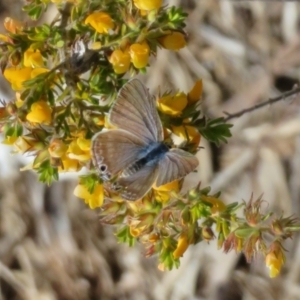 Lampides boeticus at Molonglo Valley, ACT - 16 Oct 2022