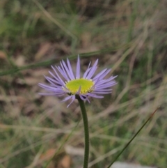 Unverified Daisy at Acton, ACT - 11 Oct 2022 by BarrieR