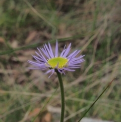 Unidentified Daisy at Acton, ACT - 10 Oct 2022 by BarrieR