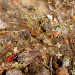 Sagina apetala at Queanbeyan West, NSW - 17 Oct 2022