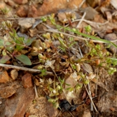 Sagina apetala at Queanbeyan West, NSW - 17 Oct 2022