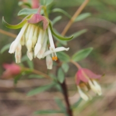Pimelea linifolia (Slender Rice Flower) at ANBG South Annex - 10 Oct 2022 by BarrieR
