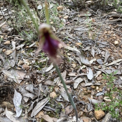 Calochilus sp. (A Beard Orchid) at Black Mountain - 16 Oct 2022 by Jenny54