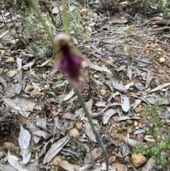 Calochilus sp. (A Beard Orchid) at O'Connor, ACT - 16 Oct 2022 by Jenny54