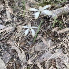 Caladenia sp. (A Caladenia) at Point 5807 - 17 Oct 2022 by Jenny54