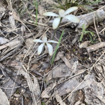 Caladenia sp. (A Caladenia) at Acton, ACT - 16 Oct 2022 by Jenny54