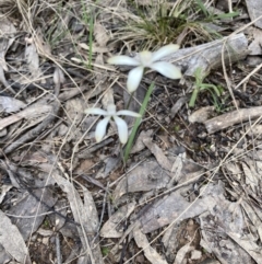 Caladenia sp. at Point 5807 - 17 Oct 2022