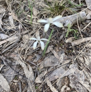 Caladenia sp. at Point 5807 - 17 Oct 2022